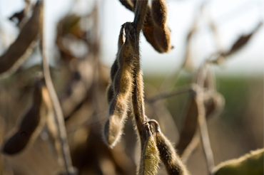 soybean yield